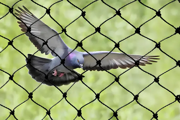 Contact Sublime Safety Pigeon Net Services in Hyderabad,Hyderabad, Khammam, Suryapet, Warangal, Nizamabad, Karimnagar, Mahbubnagar, Nalgonda, Adilabad, Ramagundam, Nalgonda and Entire Telangana.