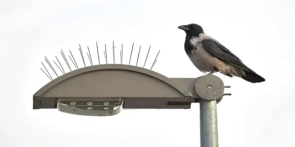 Sublime Safety Anti Bird Spikes Installation Services in Hyderabad, Warangal, Suryapet, Ramagundam, Khammam, Karimnagar, Mahbubnagar, Adilabad, Nalgonda, Nizamabad